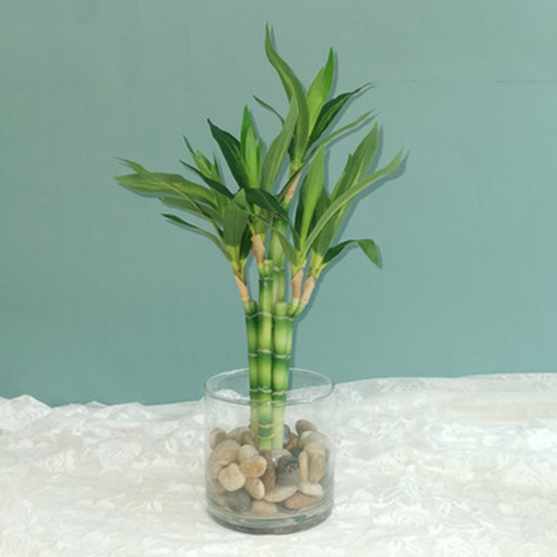 New 40cm rFtificial Lucky Bamb - огляд і ціна Aquarium Fish To Buy