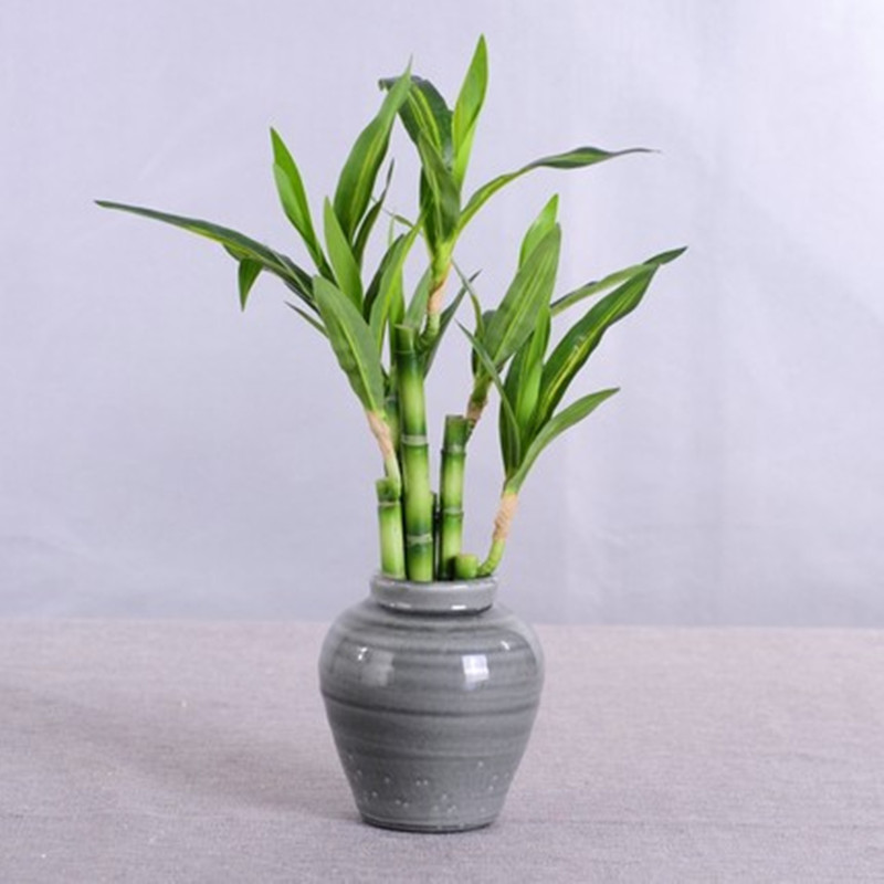New 40cm rFtificial Lucky Bamb - огляд і ціна Aquarium Fish To Buy