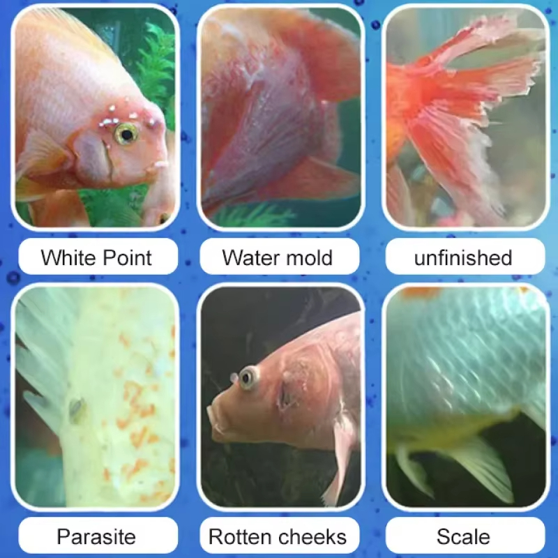SIKEZHAN Fish Disease Treatmen - огляд і ціна Aquarium Fishing